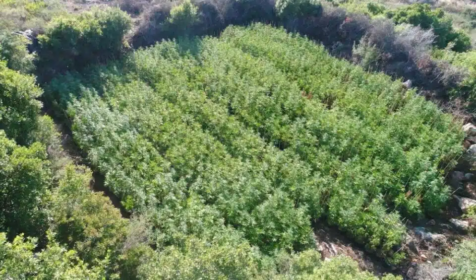 שדה קנאביס אלפי צמחים גיתה משטרה